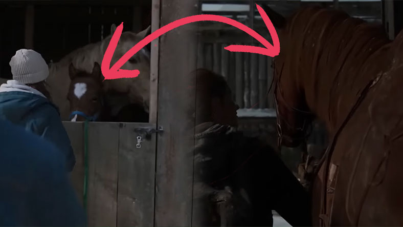 Ellie'nin atı Shimmer