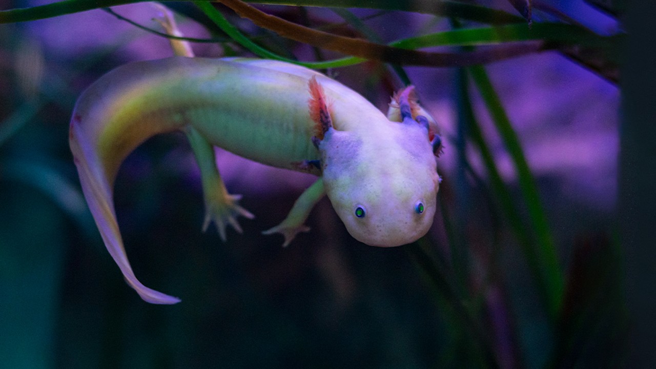 aksolotl