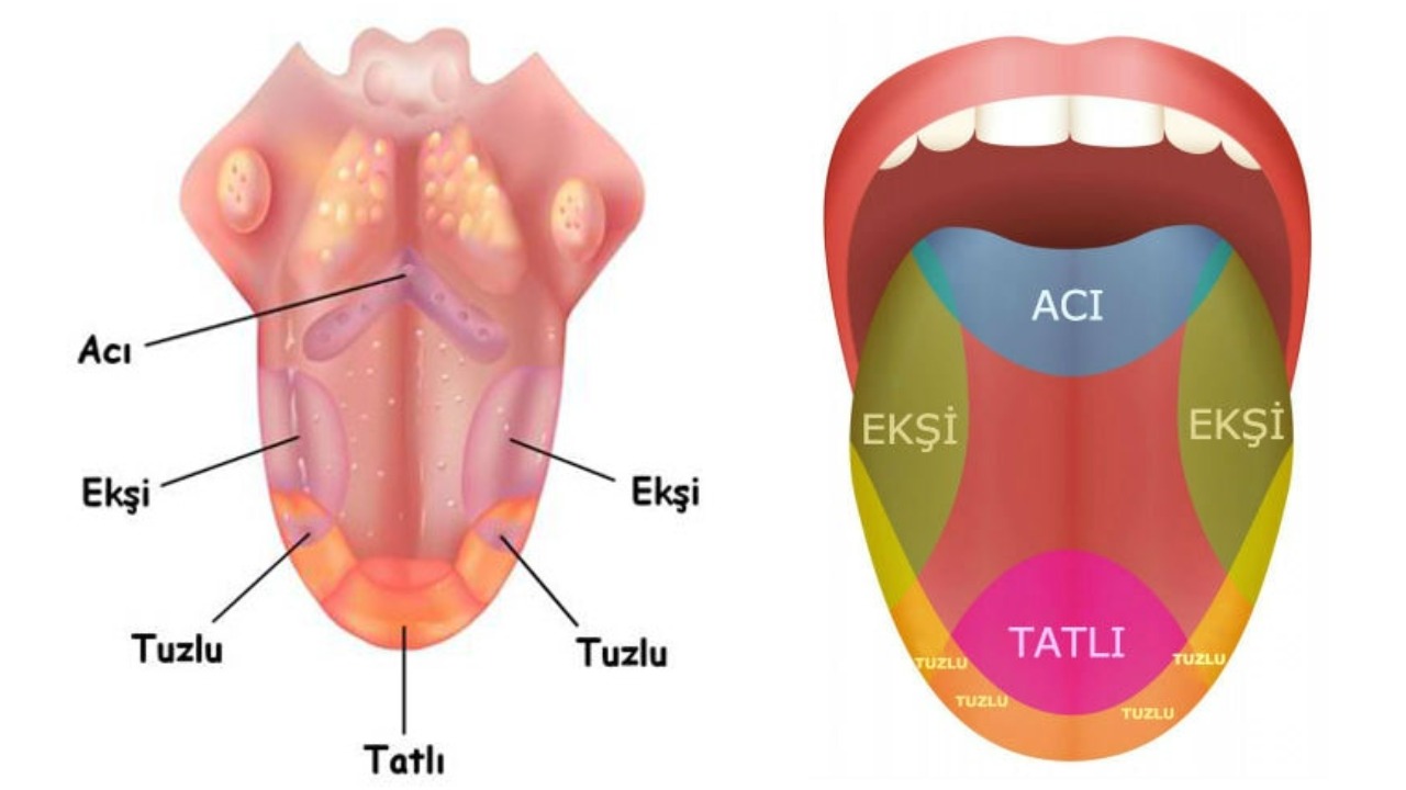 Dilin bölümleri