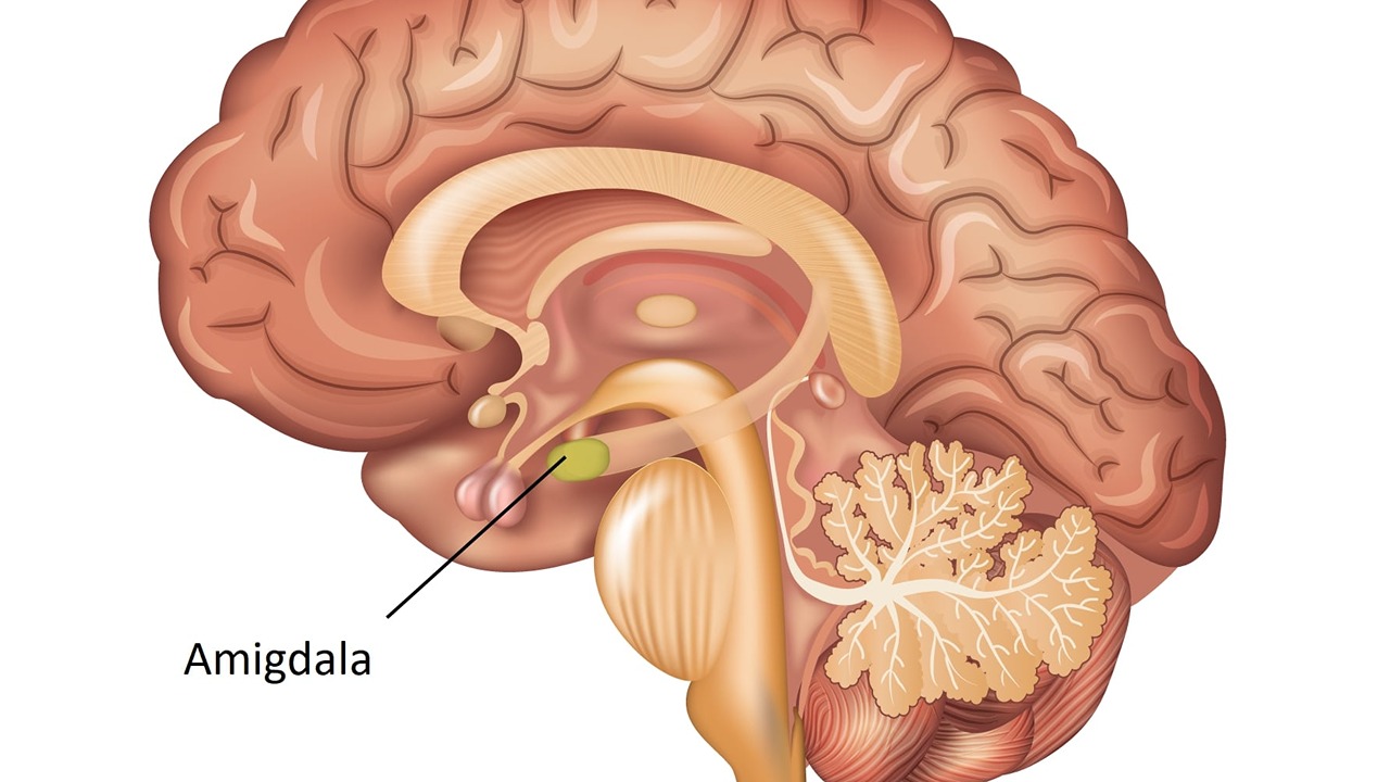 amigdala